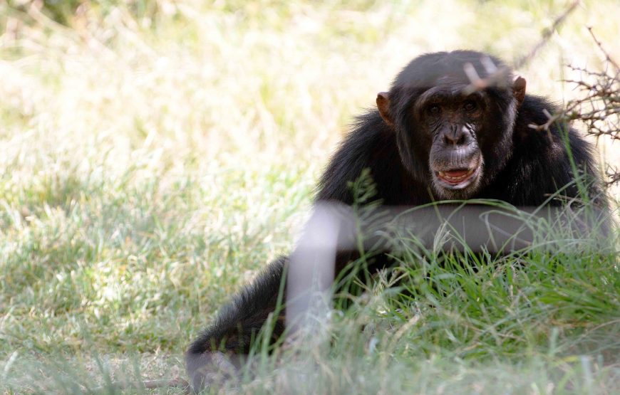 3 Days Uganda Gorilla Trekking Safari in Bwindi Impenetrable National Park