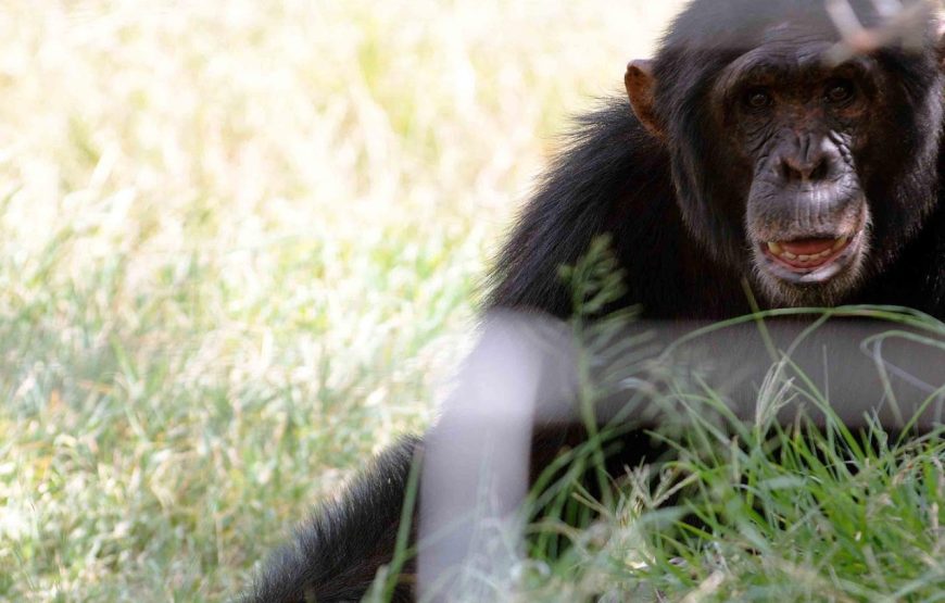 3 Days Uganda Gorilla Trekking Safari in Bwindi Impenetrable National Park