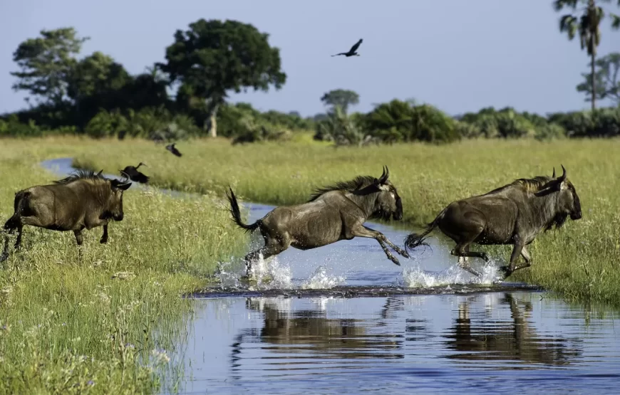 Lake Naivasha Day Trip