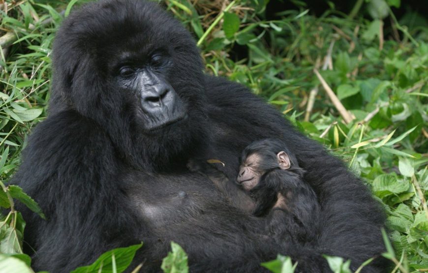 7 Days Gorillas, Chimps & QENP Uganda
