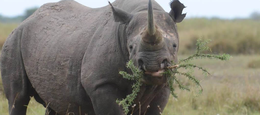 Private: Media Africa Veterans Safaris