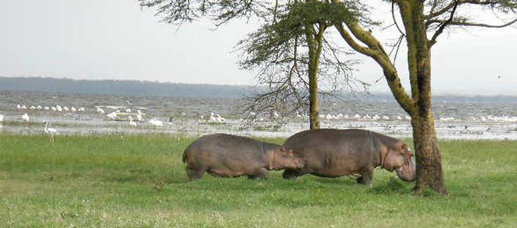 Private: Media Africa Veterans Safaris