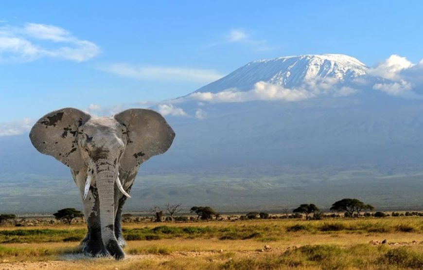 Mt Kenya and Mt Kilimanjaro Climb
