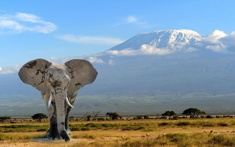 Mt Kenya and Mt Kilimanjaro Climb Africa Veterans Safaris