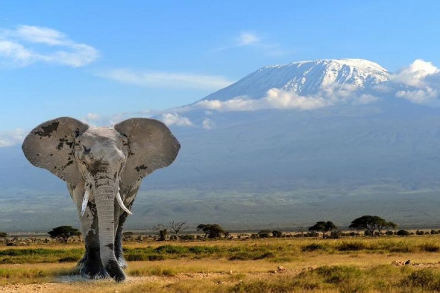 Mt Kenya and Mt Kilimanjaro Climb Africa Veterans Safaris