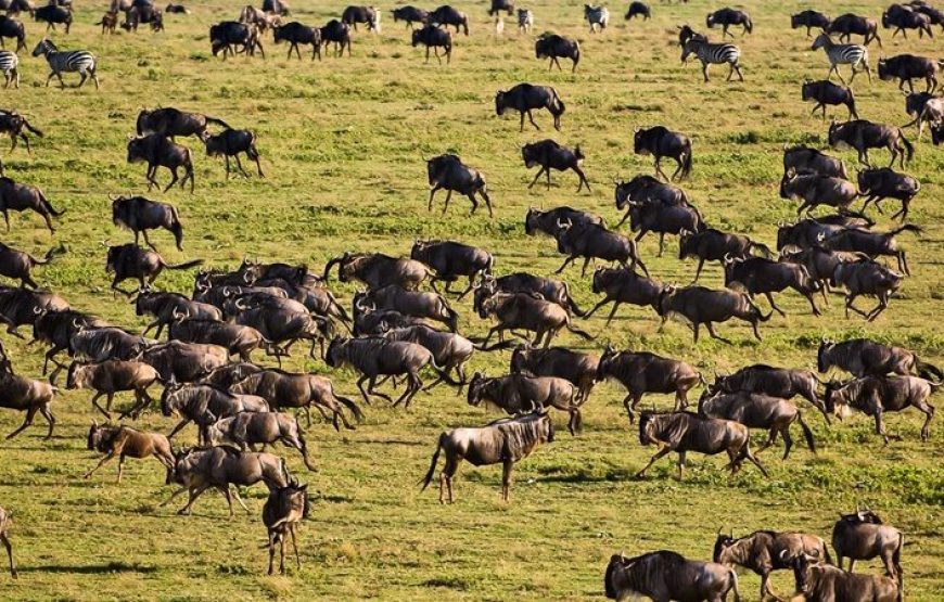 12 Days  11 Nights Tanzania Kenya  Road Package