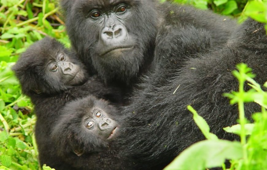 Bwindi National Park