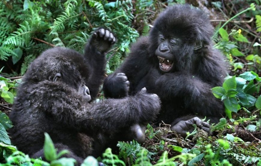 Bwindi National Park