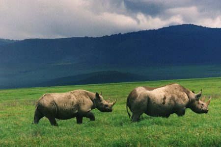 11 Days Kenya Tanzania Safari Africa Veterans Safaris