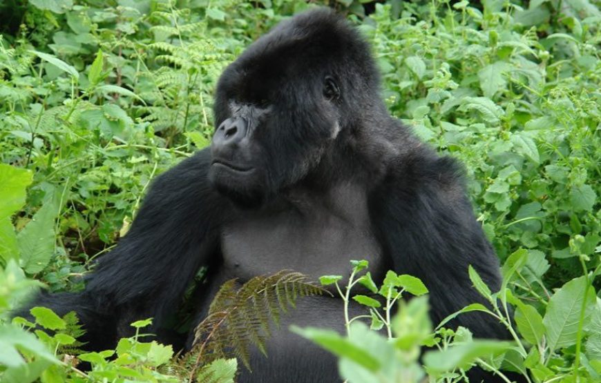 5 Days Gorillas & Chimps