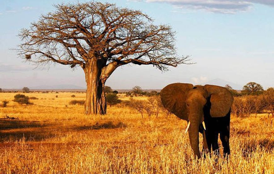 Tarangire National Park