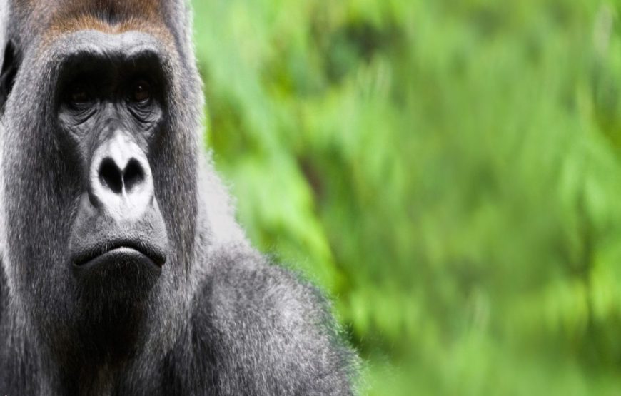 3 Days Gorilla Special Uganda