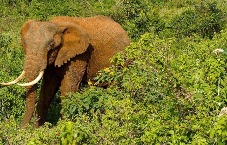 Nairobi National Park