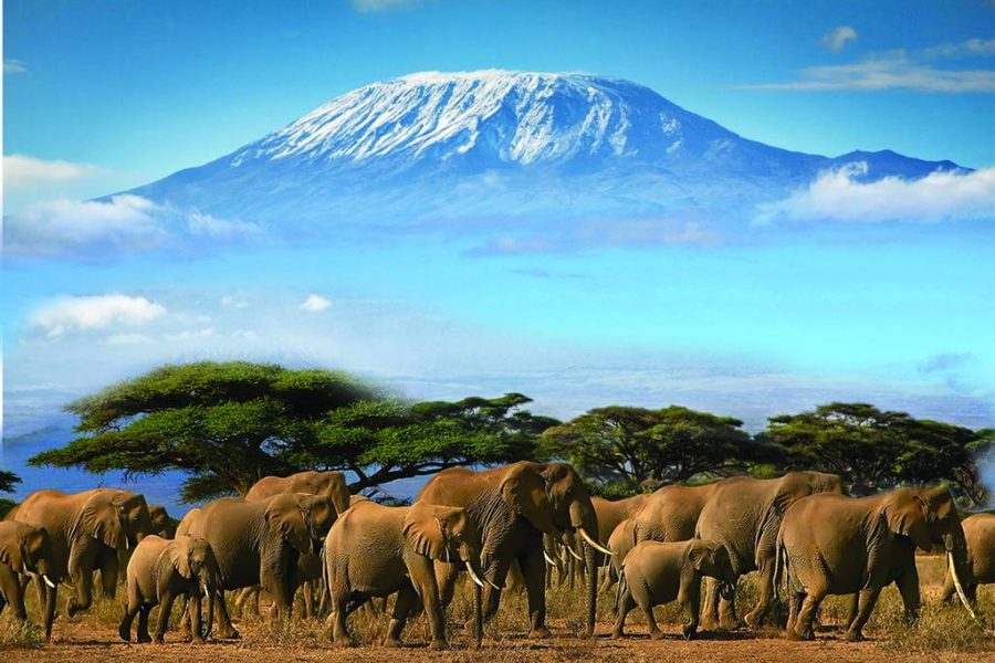 The Shadow of Kilimanjaro – 6 days Africa Veterans Safaris