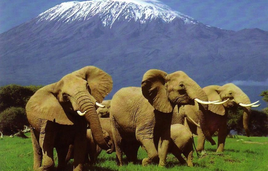 Amboseli National Park