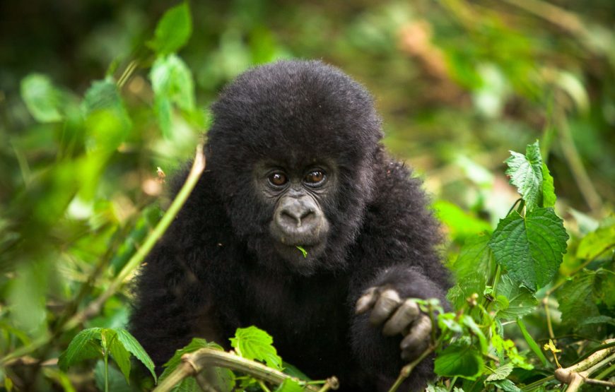 3 Days Gorilla Trekking Safari in Mgahinga National Park