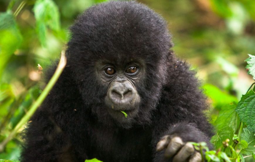 3 Days Gorilla Special Uganda