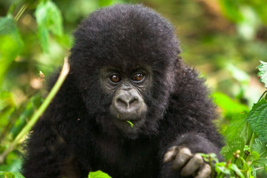 3 Days Gorilla Special Uganda