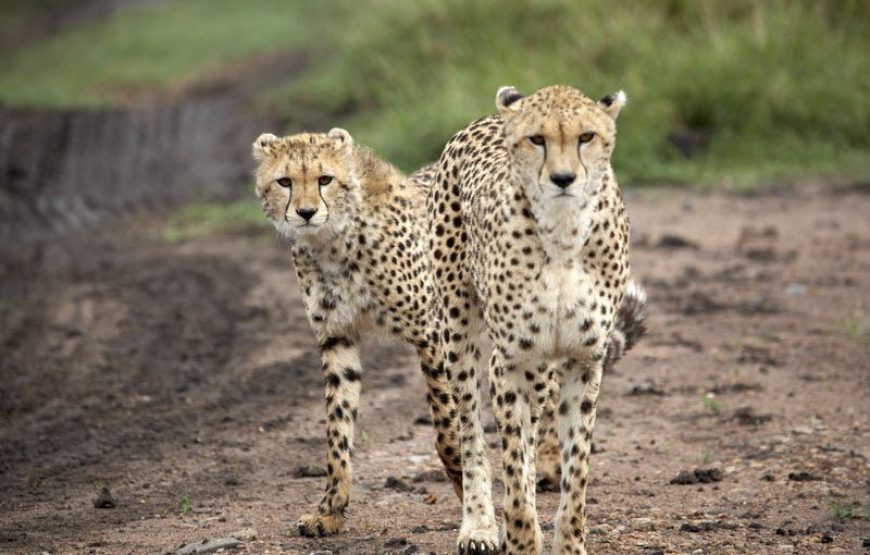 3 Days 2 Nights Masai Mara Budget Safari