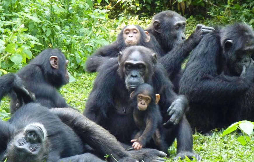 Gameparks Gorilla’s and Chimps in Uganda