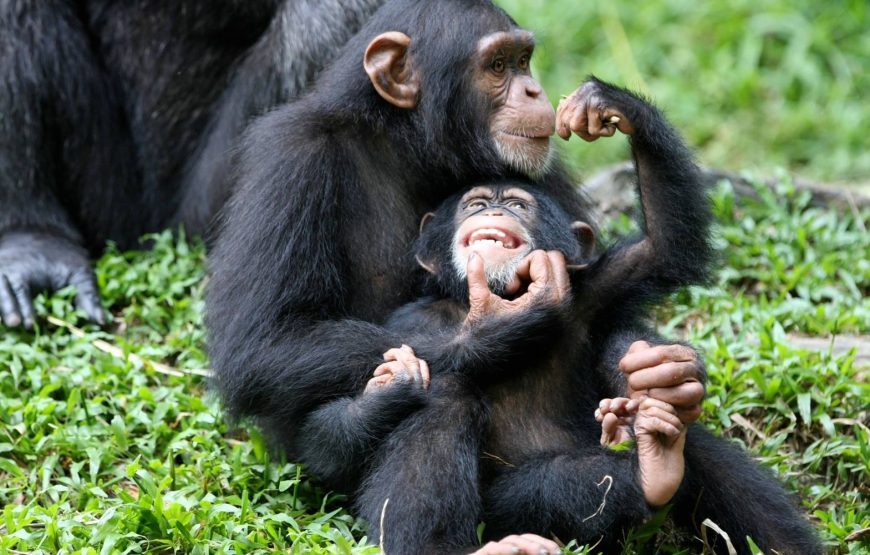 Gameparks Gorilla’s and Chimps in Uganda