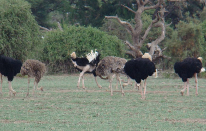 Amboseli National Park