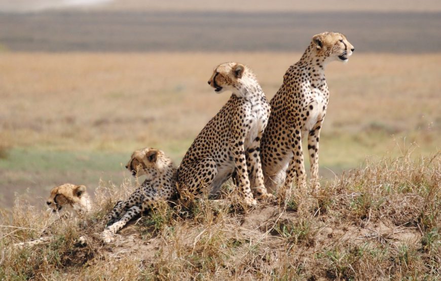 13 Days 12 Nights Kenya and Tanzania safari