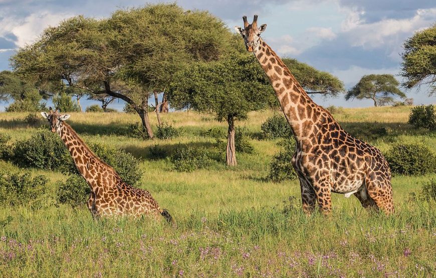 7 Days 6 Nights Lodge and Camping Safari, Tanzania.