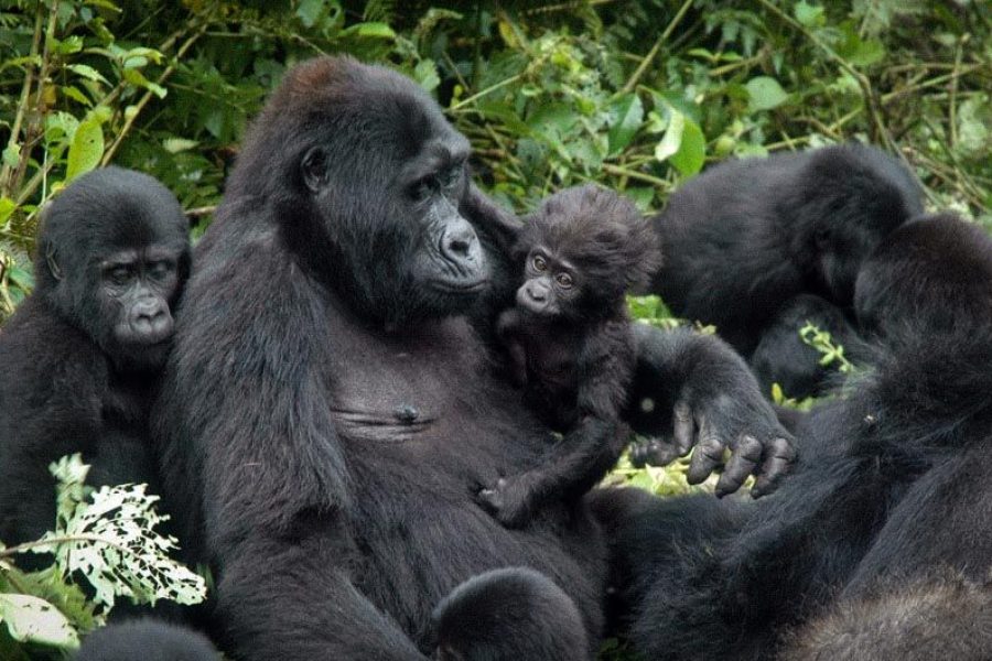 5 Days Gorillas & Chimps Africa Veterans Safaris