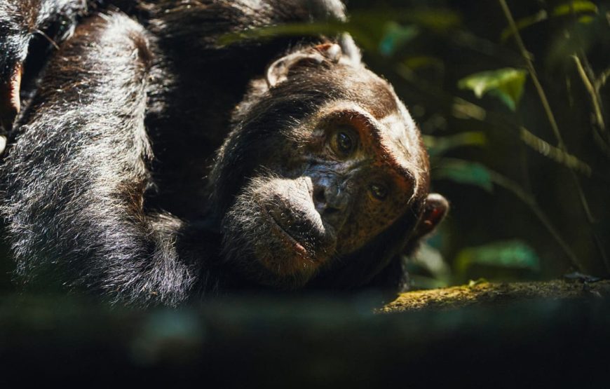 3 Days Gorilla Special Uganda