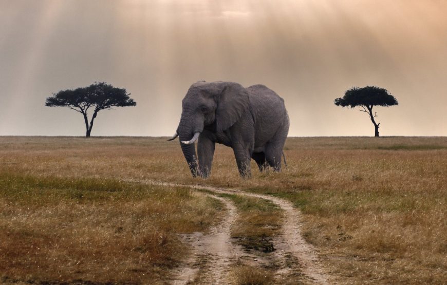 Overland Safaris/ Group Safaris