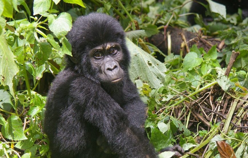 4 Days Gorillas & Volcanoes Uganda