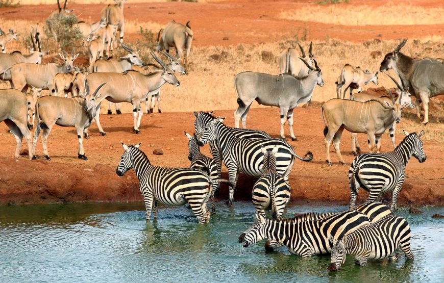 Tsavo West National Park