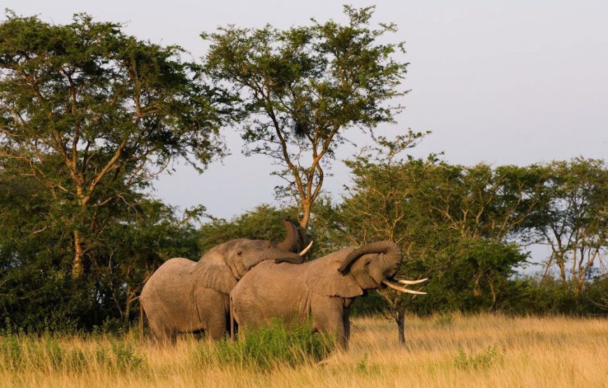 Queen Elizabeth National Park