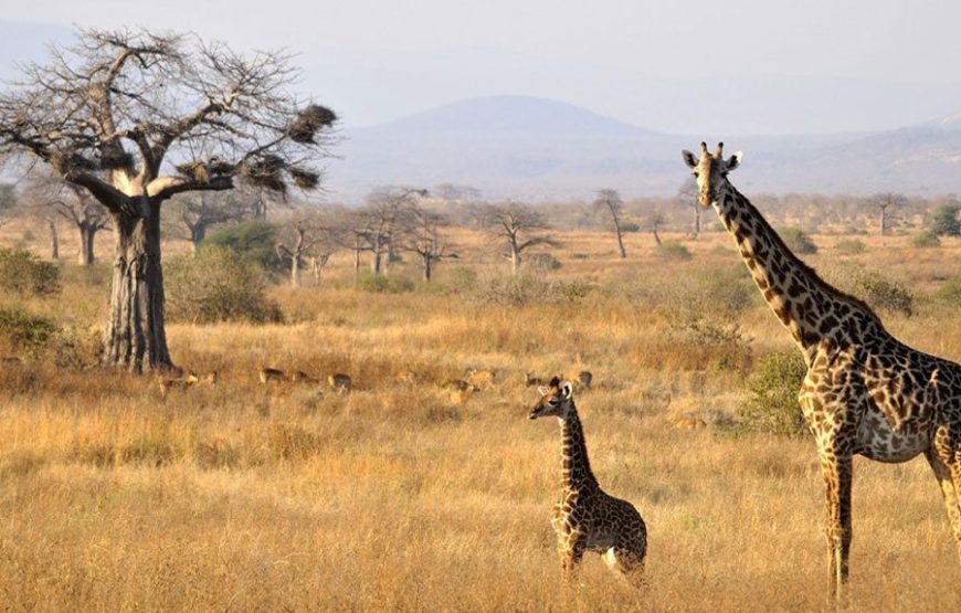 11 Days and 10 Nights  Kenya and Tanzania safari