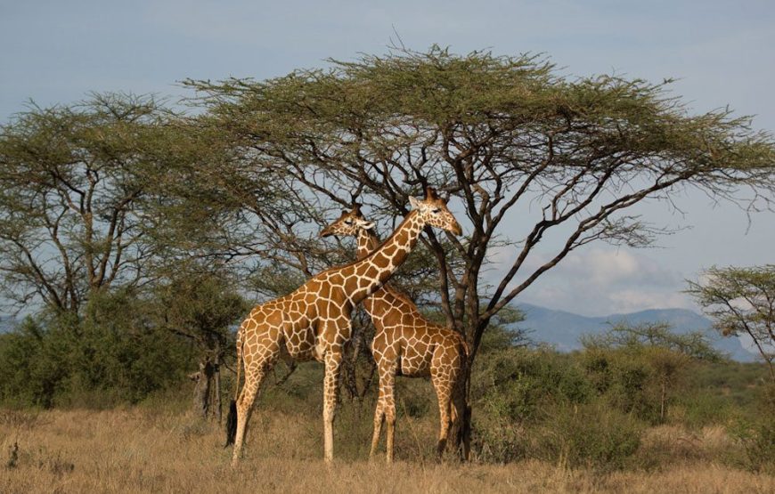 Samburu National Reserve