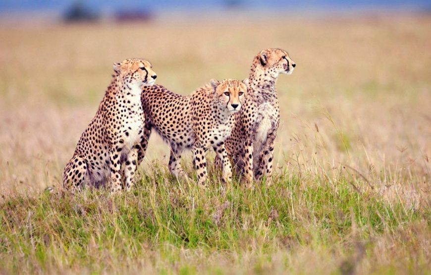 12 Days  11 Nights Tanzania Kenya  Road Package