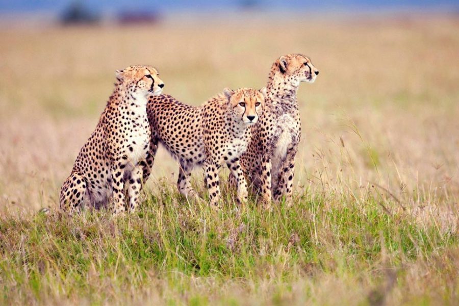 7 Days 6 Nights Safari