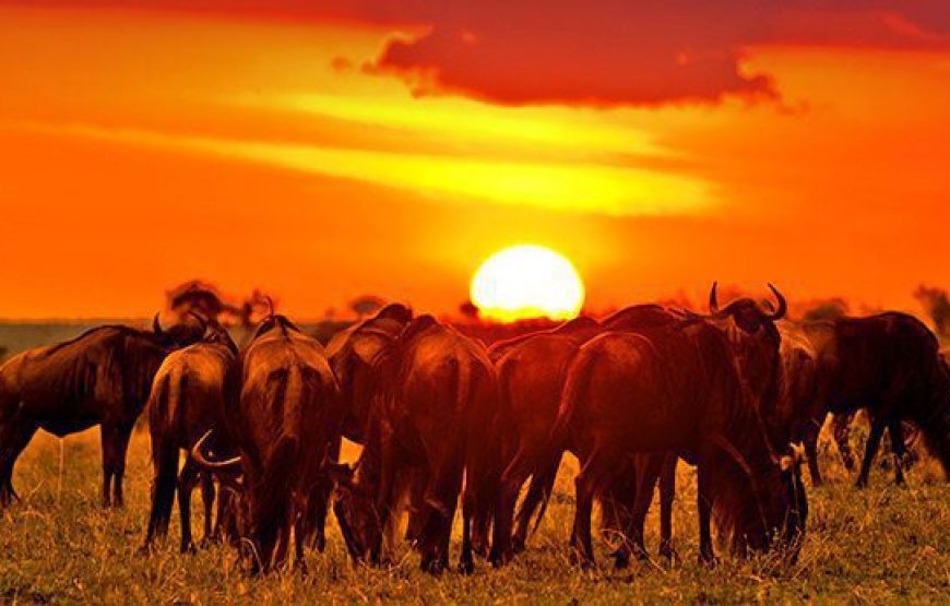 Masai Mara National Reserve