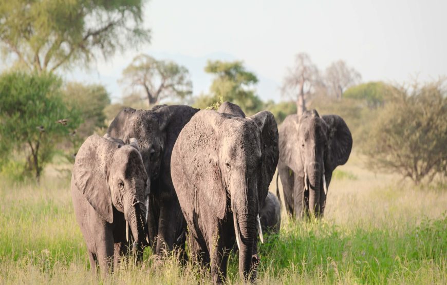 11 Days and 10 Nights  Kenya and Tanzania safari