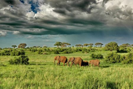 13 days 12 nights Kenya and Tanzania safari Africa Veterans Safaris