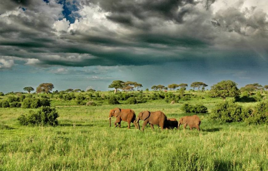 Tarangire National Park