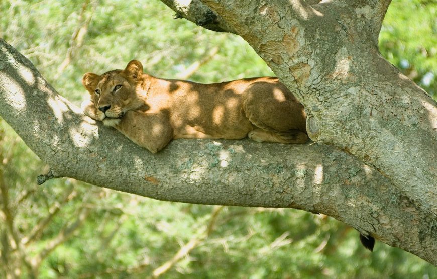 Queen Elizabeth National Park