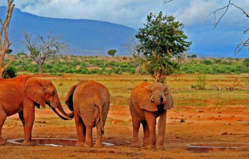 Tsavo West National Park