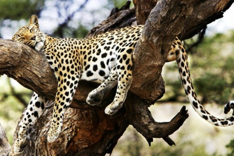 Tsavo East National Park