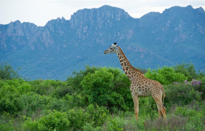 3 Days 2 Nights Tsavo West and East Safari