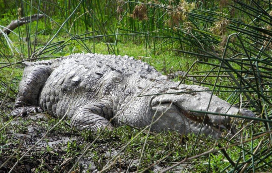 Rift  Valley Lakes Up To Arbaminch 4 Nights 5 Days