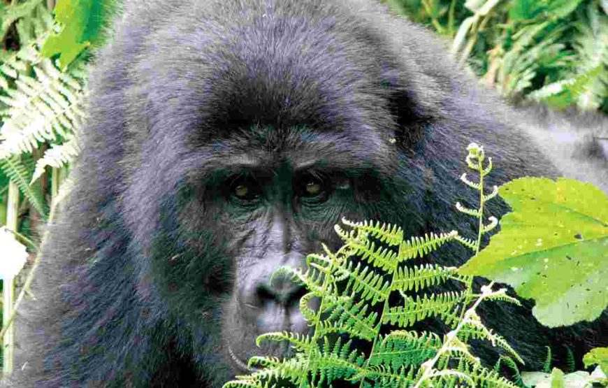 Gameparks Gorilla’s and Chimps in Uganda
