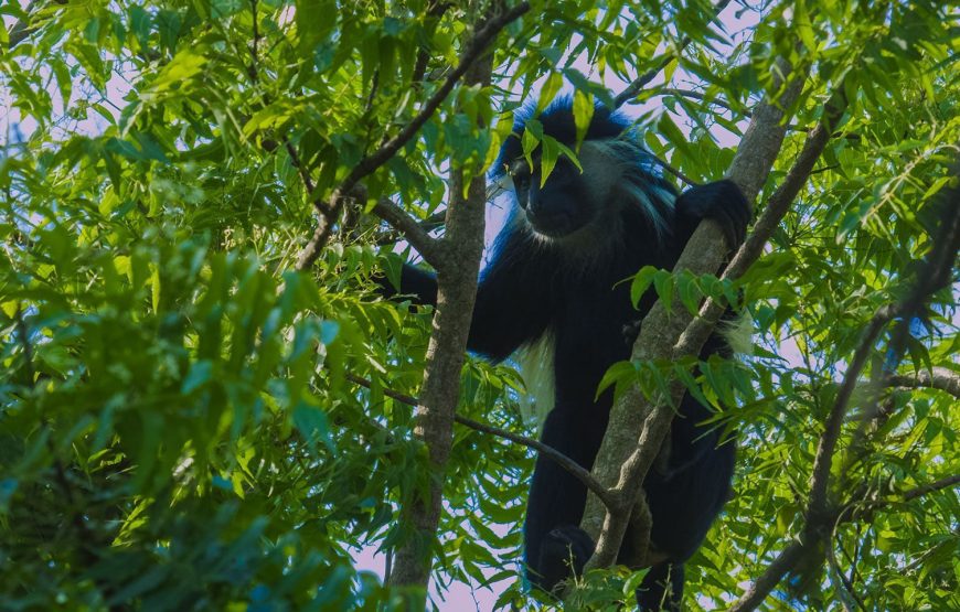 Aberdare National  Park