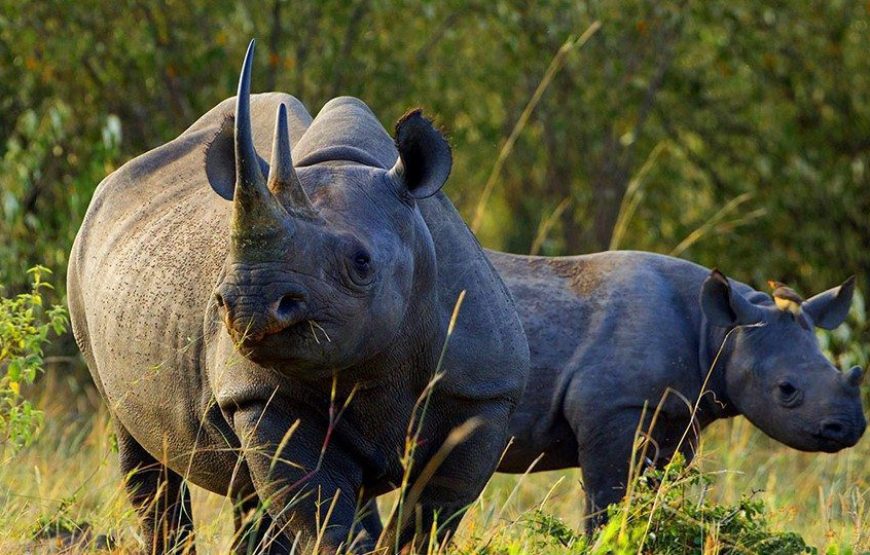 Aberdare National  Park